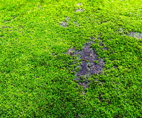 Moss Lawn Care