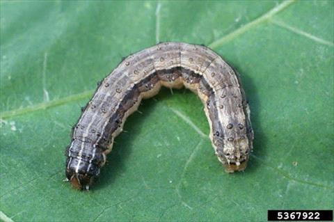 Armyworm